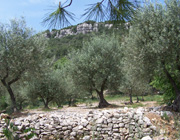 corconne-olivier-web